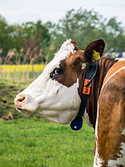 landbouwhuisdieren-rundvee